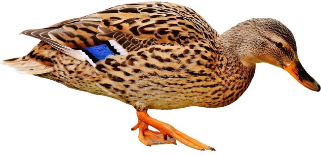 Riverside Village Duck
