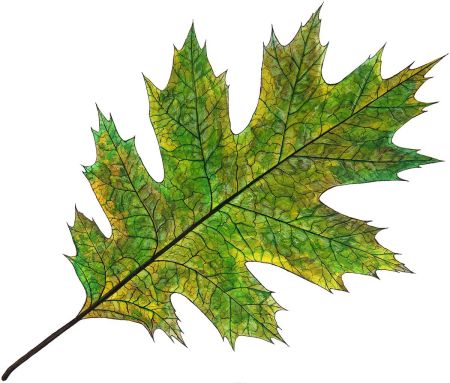 Riverside Village Oak Leaf