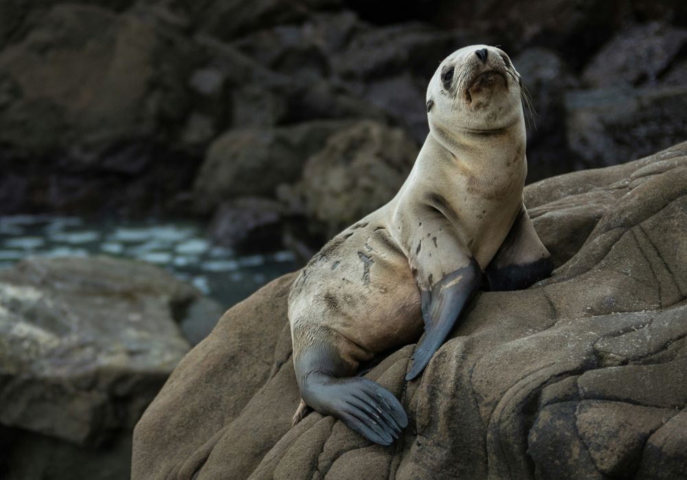Discovery Seal Trips
