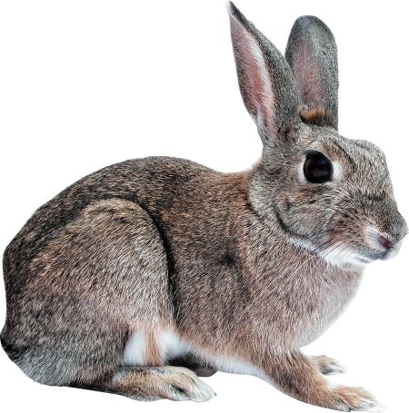 Riverside Village Rabbit