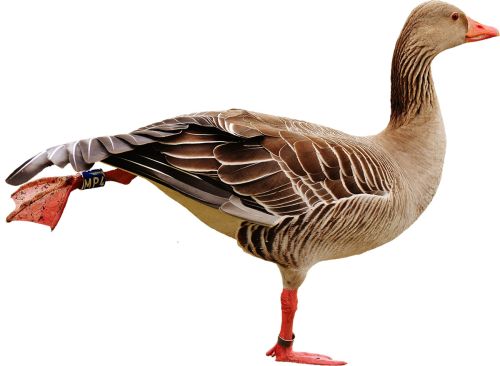 Sherwood Forest Goose